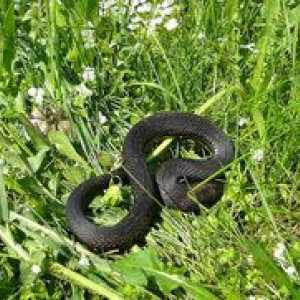 Ako sa zbaviť hadov v prímestskej oblasti