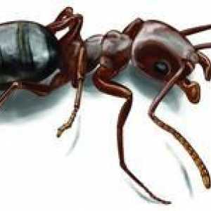 Ako sa zbaviť mravcov v súkromnom dome