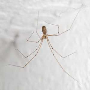 Ako sa zbaviť pavúkov v súkromných domoch