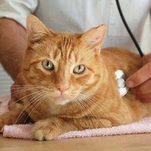 Ako liečiť pyometru u mačky a aké sú príznaky jej vzniku
