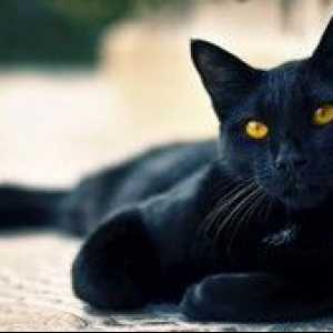 Ako pomenovať mačiatko čiernej mačky mačku v rodine