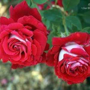 Ako sa starať o čajovo-hybridnú ružu Osiria