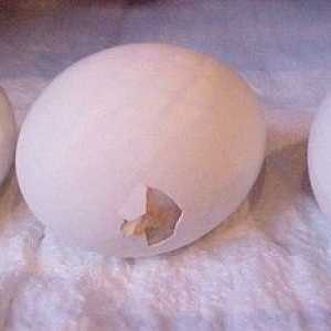Ako určiť pohlavie mláďat z vajíčka?