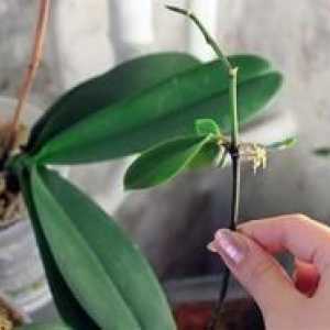 Ako vysadiť orchideé dieťa doma