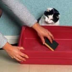 Ako zablokovať mačku na chybu na nesprávnom mieste ľahko a rýchlo