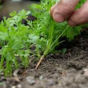 Ako napraviť mrkvu po výsadbe v zemi