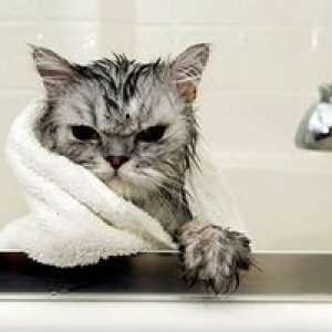 Ako umývať mačku doma