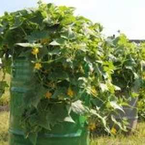 Ako pestovať a pestovať uhorky v bareli?
