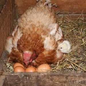 Ako nakŕmiť kurča na vajciach. Sliepky