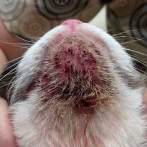 Ako správne liečiť akné u mačky doma