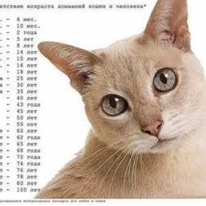 Ako správne určiť vek mačky alebo mačky