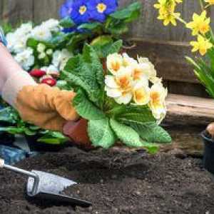 Ako pestovať a starať sa o kvet?