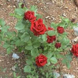 Ako pestovať ružu v otvorenom priestore?