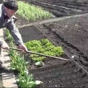 Ako správne pestovať kôpor a petržlen v krajine