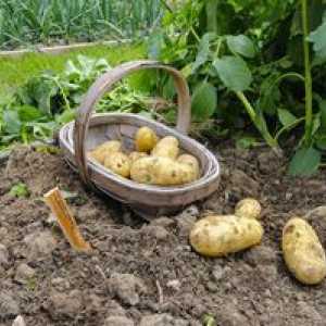 Ako správne sadiť zemiaky pod lopatou