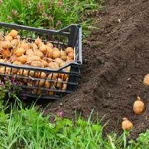 Ako správne sadiť zemiaky