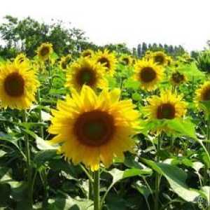 Ako pestovať slnečnicu zo semena