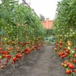 Ako pestovať paradajky na otvorenom teréne