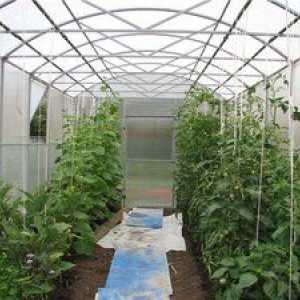 Ako pestovať paradajky v polykarbonátovom skleníku