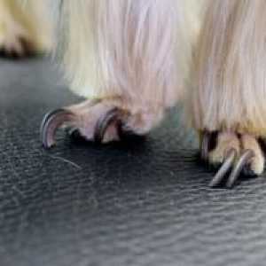 Ako správne odrezať pazúry psa: ako orezávať pazúry