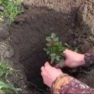 Ako správne sadiť ruže na jar v zemi