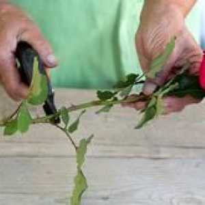 Ako pestovať ružu z kytice?