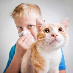 Ako sa prejavuje alergia na mačky a ako sa ich zbaviť