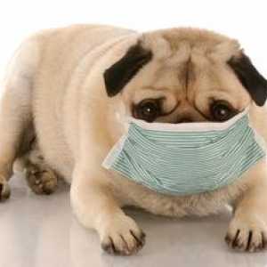 Ako sa alergia na psy, symptómy a liečba