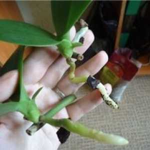 Ako šíriť orchidey v domácnosti