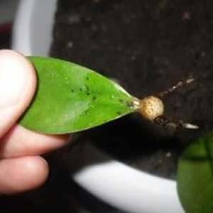 Ako sa množiť zamiokulkas, reprodukcia dolárového stromu