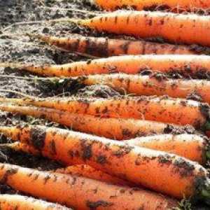 Ako sadiť mrkvu na pásku na otvorenom teréne: tipy pre záhradníkov