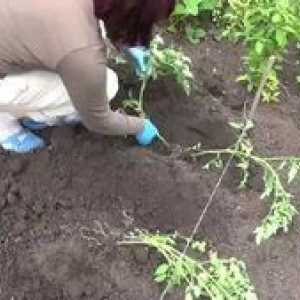 Ako pestovať paradajky na otvorenom teréne. Vysádzanie sadeníc