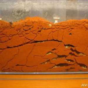 Ako urobiť mravcovú farmu doma