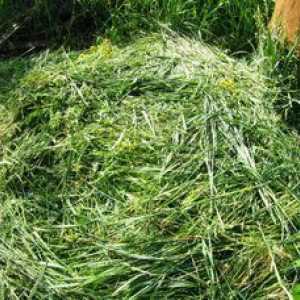 Ako vyrobiť zelený hnoj z trávy - kvapalný kompost v bareli