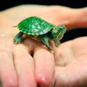 Ako sa starať o korytnačku doma