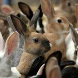 Ako starostlivosť o králiky: popis a vlastnosti starostlivosti