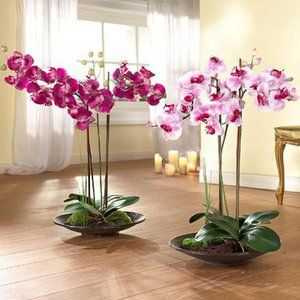 Ako sa starať o orchidey phalaenopsis doma
