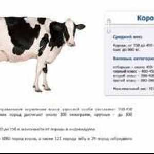 Ako zistiť bez mierky koľko váži priemerná krava
