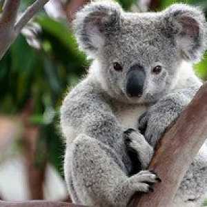 Ako vyzerá koala a akú farbu má kožešina?