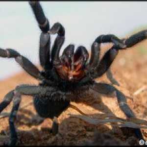 Čo vyzerá pavúková tarantula - kto je jedovatý alebo nie?