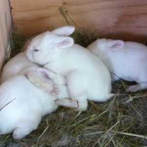 Ako nakŕmiť králiky, ktoré zostali bez starostlivosti králika?