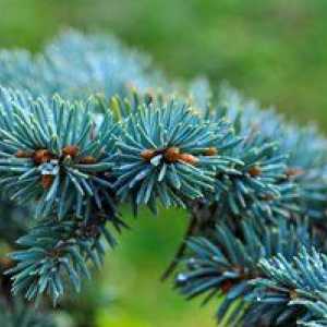 Ako pestovať modrý smrek: výsadba a starostlivosť o modrú krásu