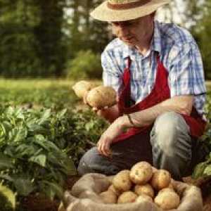 Ako pestovať dobré plodiny zemiakov