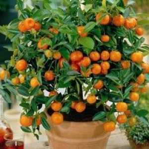 Ako pestovať oranžový strom z kameňa