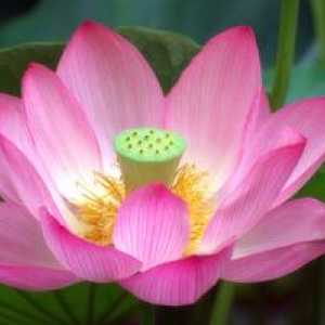 Ako pestovať ružový lotosový kvet v domácnosti