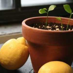 Ako pestovať citrón z kostí doma