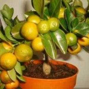 Ako pestovať mandarínok z kosti doma?
