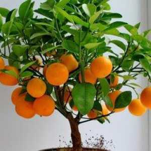 Ako pestovať mandarínok z kosti doma