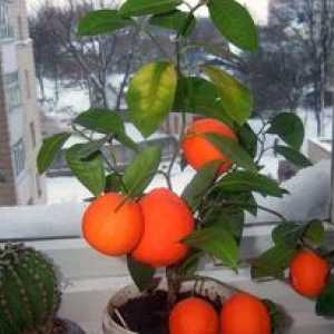 Ako pestovať mandarínový strom doma