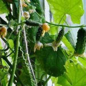 Ako pestovať uhorky na parapete v byte?